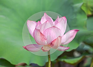 Close up pink Sacred lotus flower Nelumbo nucifera blooming on sunny day