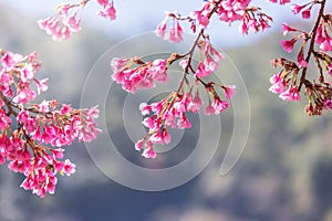 Close up pink Sakura flowers or Cherry blossom blooming on tree