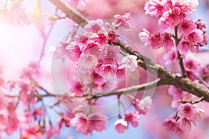 Close up pink Sakura flowers or Cherry blossom blooming on tree in springtime