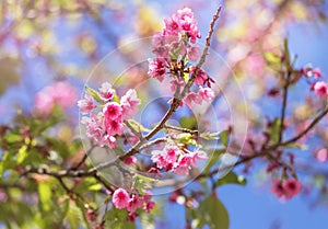 Close up pink Sakura flowers or Cherry blossom blooming on tree in springtime