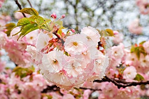Close-up of pink sakura lush blooming on overcast spring day. Raindrops on cherry flowers and  leaves. First spring rain