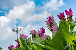 Close up of pink Siam Tulip