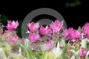 Close up of pink Siam Tulip