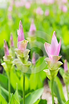 Close up of pink Siam Tulip