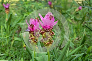 A close up of Pink Siam Tulip or Curcuma alismatifolia in the park with natural green background