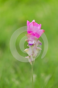 Close up pink siam tulip flower Curcuma alismatifolia Gagnep or dok krachiao in tropical rainforest