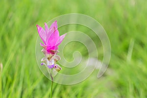 Close up pink siam tulip flower Curcuma alismatifolia Gagnep or dok krachiao in tropical rainforest