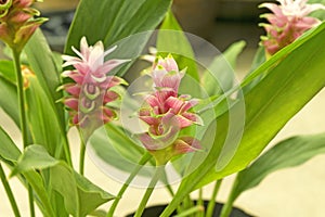 Close up Pink Siam tulips Curcuma sessilis or Krachiew in Thai
