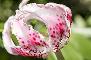 Close up pink spotted lily