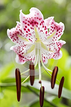 Close up pink spotted lily