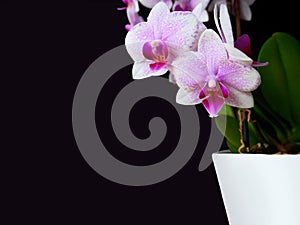 Close-up pink spotted orchid,green leaves,white pot,dark background.Beautiful trendy flower,copy space.Home floriculture