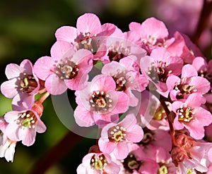 Close up of pink springflower