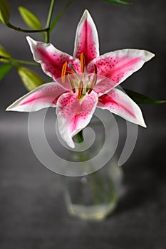 Close-up of Pink Stargazer Lily