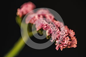 close up of pink statice flower (limonium),