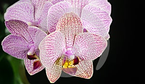 Close-up of pink striped wit points orchid flower Phalaenopsis `Demi Deroose` known as Moth Orchid on black background.