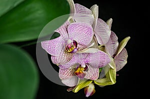 Close-up of pink striped wit points orchid flower Phalaenopsis `Demi Deroose` known as Moth Orchid on black background