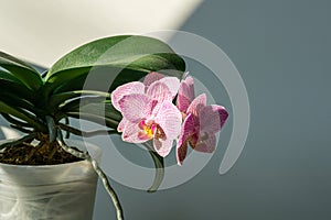 Close-up of pink striped wit points orchid flower Phalaenopsis `Demi Deroose` known as Moth Orchid on bright gray background