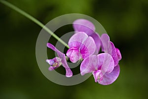 Close up of pink sweet pea (lathyrus odoratus) flowers in summer garden