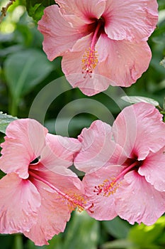 Vista ravvicinata di rosa tropicale fiori 