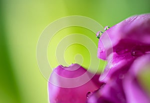 Close up of pink tulip with water drops