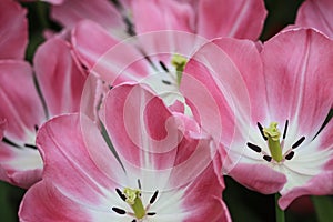 Close up of pink tulips