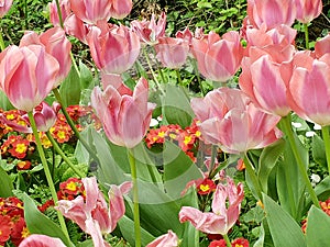 Close up of pink tulips blooming during the spring season