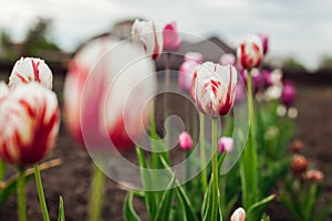 Close up of pink tulips growing in spring garden. Happy generation variety. Flowers blooming outdoors in may