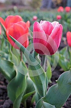 Close-up of Pink tulips, variety of Dutch Holland flower bulbs in the garden. Natural lighting