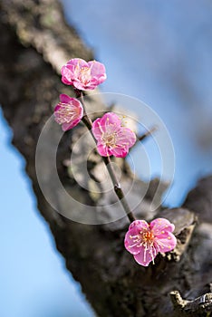 Close up pink Ume blossoms