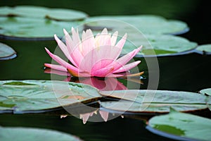 Close up of a pink water lily