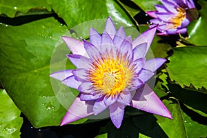 Close up pink water lily blossom in the pond in the morning