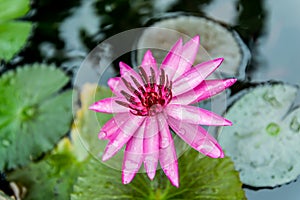 Close up pink water lily blossom in the pond in the morning