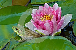 Close-up of a Pink Water Lily and Green Frog