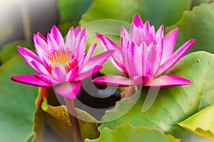 Close up of pink water lily with yellow pollen and green leaves background. Beautiful pink lotus with yellow pollen.