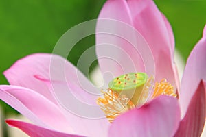 Close up of pink waterlily