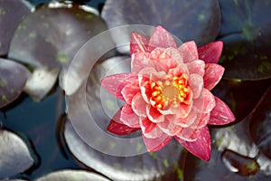 Pink waterlily flower on fish pond