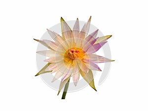 Close up pink waterlily or lotus flower isolated on white background.