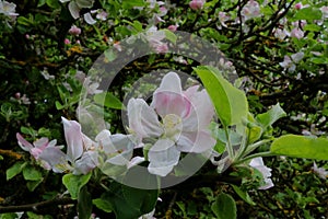 Close up of a pink-white apple flower