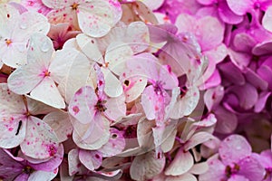 Close-up of pink and white blossoming hortensia