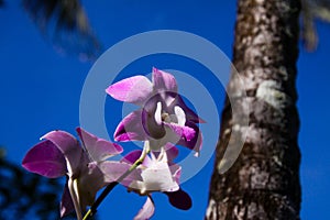 Close up of pink and white dendrobium orchid with blurred trunk of palm tree against blue sky, Chiang Mai, Thailand