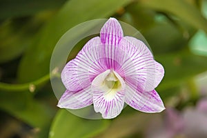 Close up of a Pink and White Dendrobium Orchid Flower