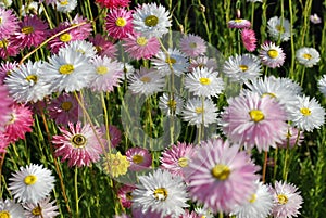 Close up of pink and white everlasting daisies showing yellow eye and delicate petals at sunset