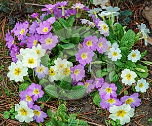 Close-up of pink with white flowers of forest Common Primrose Primula acaulis or primula vulgaris. Spring concept