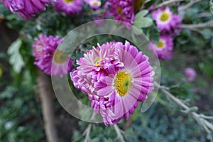 Close up of pink and white flowers of semi-double Chrysanthemums in October