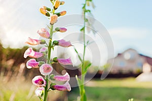 Close up of pink and white foxglove flowers blooming in summer garden. Digitalis in blossom. Floral background