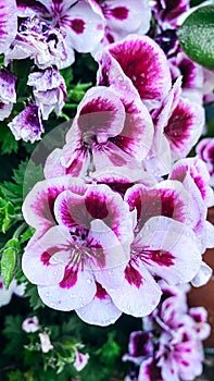 Pink and white geranium flowers with water drops.
