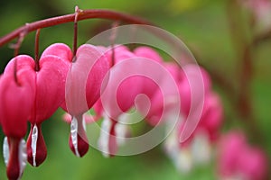 Pink and white bleeding heart flowers lamprocapnos spectabilis all in a row.