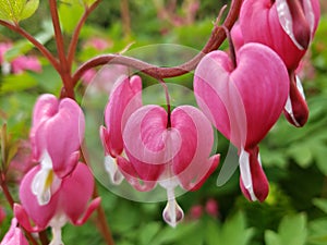 Pink and white bleeding heart flowers lamprocapnos spectabilis all in a row.