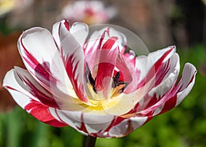 Close up of a Pink and white open tulip flowerhrad