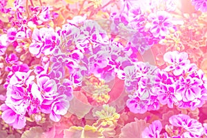 Close-up of pink and white petunia